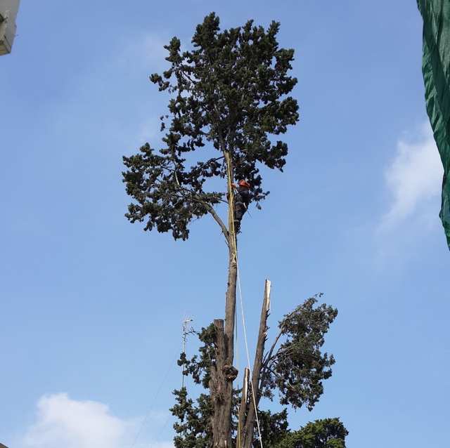 Arborista con casco, sujeto con una cuerda amarilla, trepado en lo alto del tronco de un árbol muy alto, justo bajo la copa; más abajo, otro tronco ya cortado.