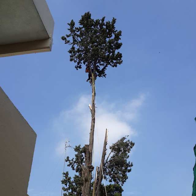 Arborista trepado bajo la copa de un árbol muy alto, visto desde abajo junto a un edificio; el tronco ya no tiene ramas.