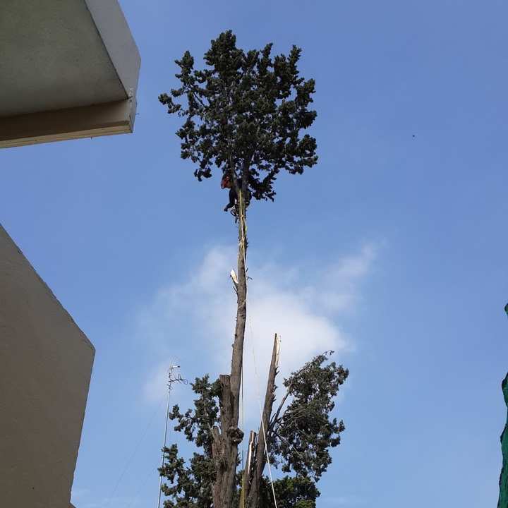 Arborista con casco y cuerdas trepado bajo la copa de un árbol alto, junto a un edificio.