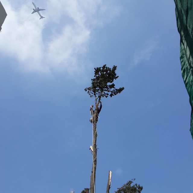 Tronco alto y delgado con sólo un penacho de ramas en la punta y un arborista trabajando debajo.