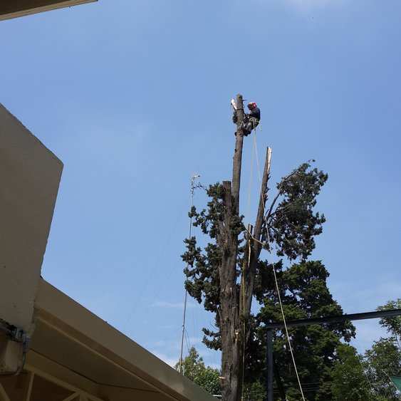 Arborista con casco en la punta de un tronco ya sin copa, sujeto con cuerdas, junto al alero de una casa.