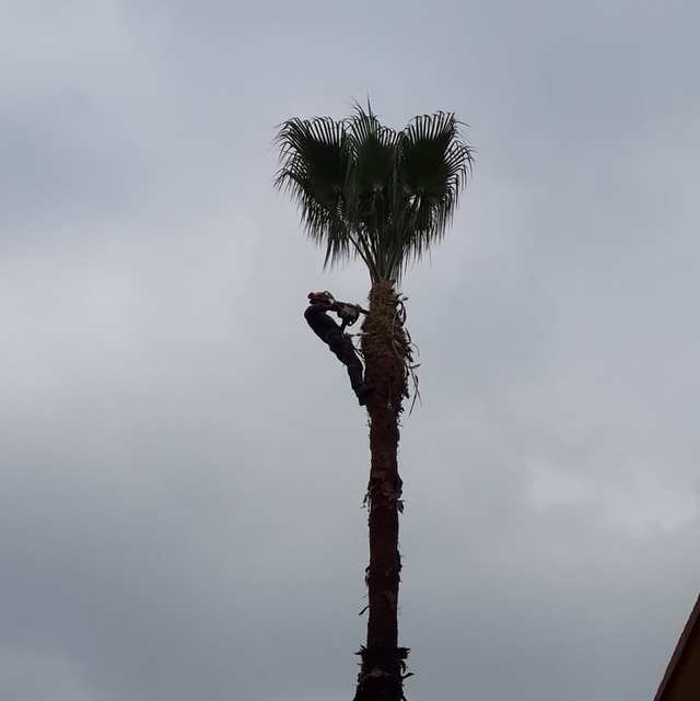 Arborista trepado en el tronco de una palmera de abanico, bajo la copa, sin hojas secas colgando.