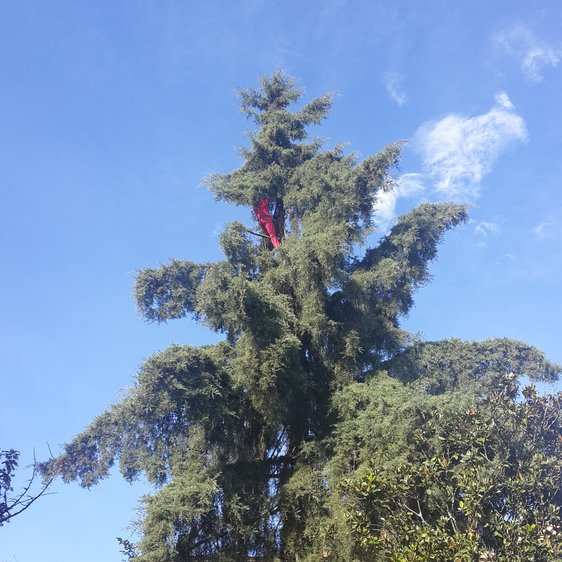 Arborista con ropa roja en lo alto de una conífera frondosa.