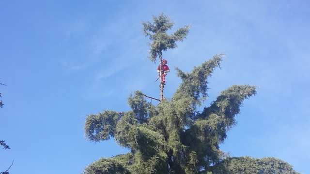 Arborista con ropa roja de pie cerca de la punta de una conífera, sujeto al tronco.
