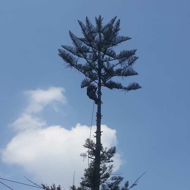 Arborista a media altura del tronco de una araucaria, bajo sus ramas en pisos.