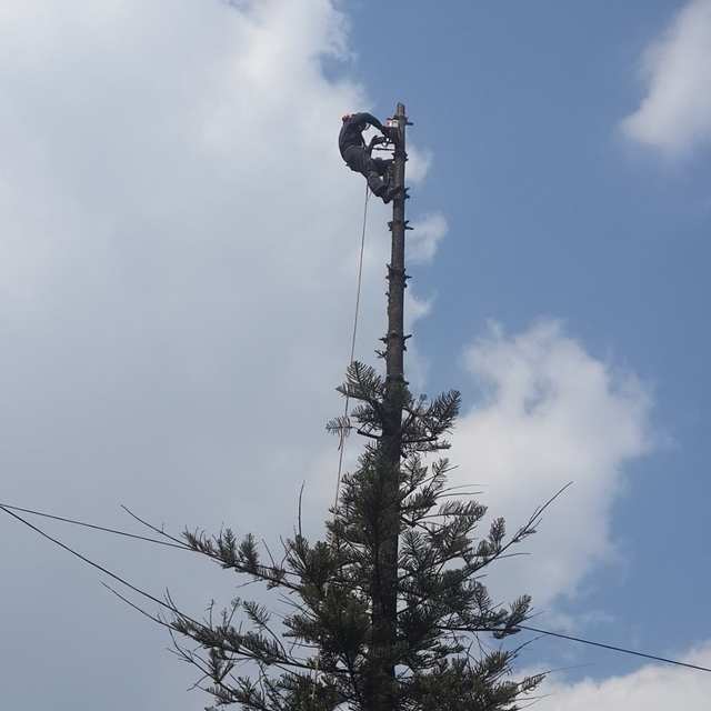 Arborista en la punta del tronco de una araucaria, ya sin ramas en la parte alta, con cables de luz cerca.