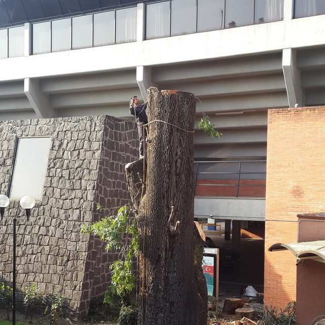 Arborista sobre un tronco muy grueso y ya sin copa, pegado a un edificio de piedra y ladrillo.