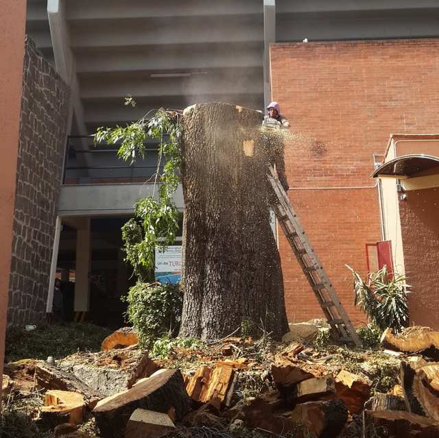 Arborista en una escalera corta con motosierra la parte alta de un tronco grueso; trozos de madera en el suelo.