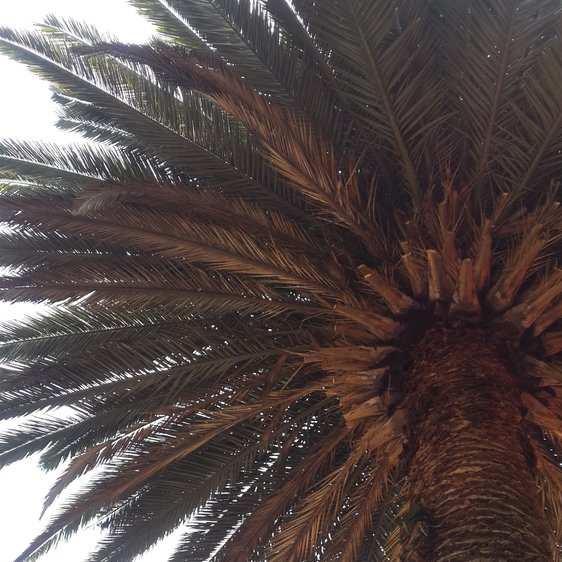 Copa de una palmera vista desde abajo: hojas verdes, hojas secas y bases de hojas ya cortadas.