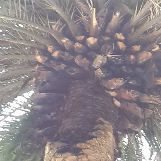 Tronco de palmera visto desde abajo, con las bases de las hojas recortadas de forma pareja.