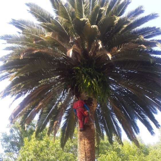 Arborista con ropa roja y arnés trepado en el tronco, bajo la copa de una palmera.