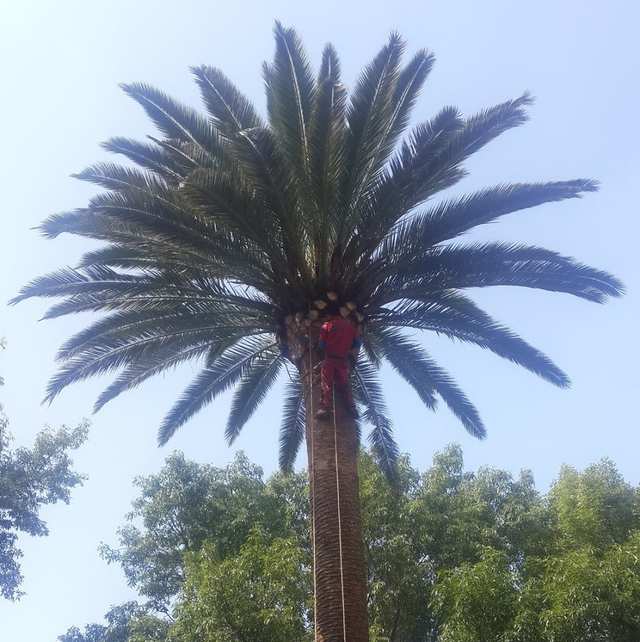 Arborista con ropa roja en la copa de una palmera alta, sujeto con una cuerda.