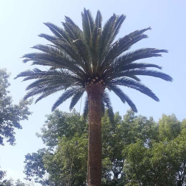 Palmera alta con la copa verde y sin hojas secas; en la base de la copa se ven los cortes de las hojas.