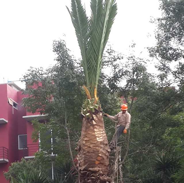 Arborista con casco naranja junto al tronco de una palmera a la que sólo le quedan las hojas de la punta.