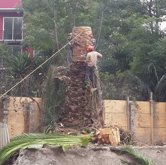 Arborista con casco en el tronco de una palmera; una cuerda amarilla sujeta la parte alta y una sección cortada descansa en el suelo.