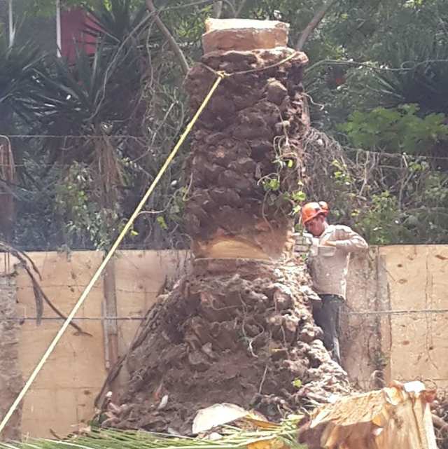 Tramo del tronco de una palmera amarrado con cuerda amarilla mientras un arborista con casco lo corta.