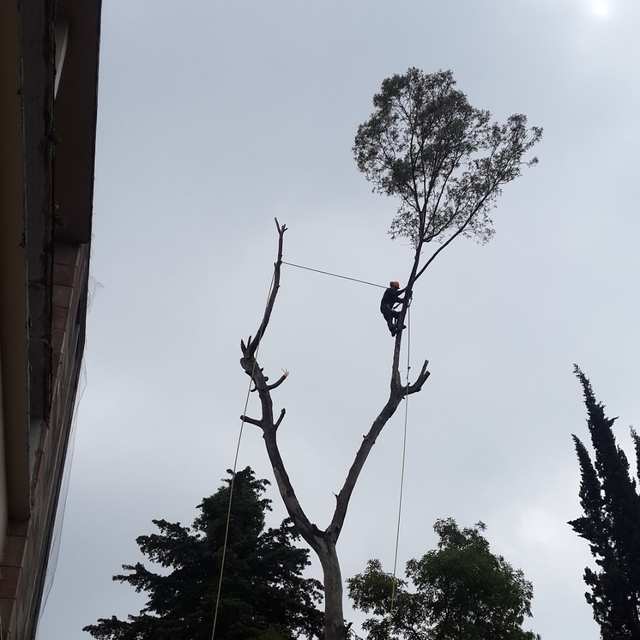 Arborista con casco sujeto con cuerdas a un árbol alto de dos troncos; las ramas bajas ya están cortadas y sólo queda la copa de la punta.