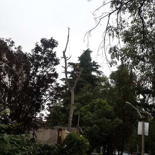 Árbol seco y sin hojas, más alto que los árboles de alrededor, con un arborista con casco en la parte alta.