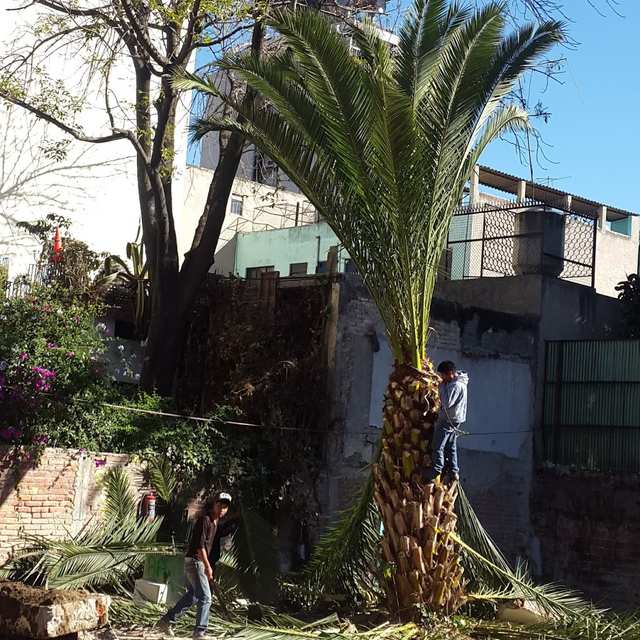Un trabajador trepado en el tronco de una palmera y otro en el suelo, con hojas cortadas alrededor.