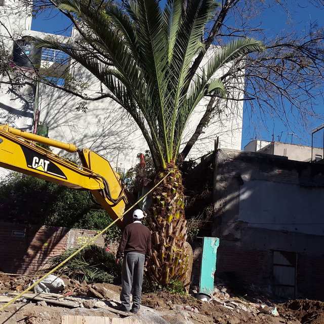 Brazo de una excavadora amarilla junto a una palmera; un trabajador con casco observa.