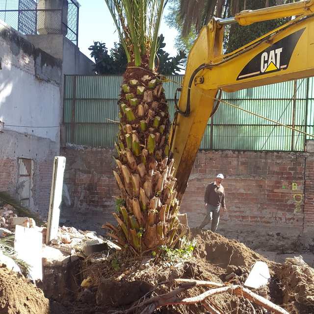 Palmera con las hojas amarradas hacia arriba, sostenida por el brazo de una excavadora, con la tierra excavada alrededor de la raíz.