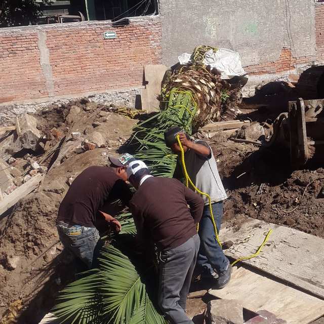 Tres trabajadores preparan una palmera acostada, con las hojas amarradas con cuerda y la raíz envuelta.