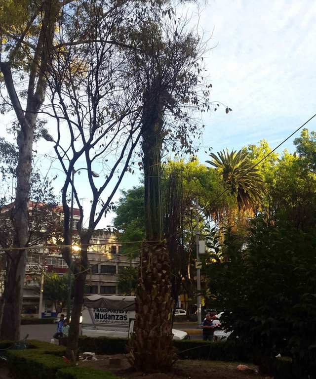Palmera con las hojas amarradas hacia arriba, ya plantada en un área verde junto a una calle.